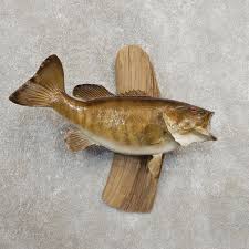 taxidermy fish – Midwest Career Development
